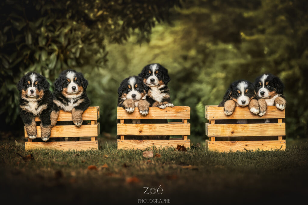 Zoe Photographie photographe animalier animaux animal chien Deauville Normandie - 3023855063